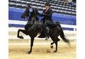 Gorgeous Talented Kind Black Show Mare!!