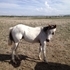 Registered POA Yearling Stud Colt