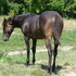 Here's your Hunter Jumper!!