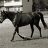 very smart thoroughbred with a ton of potential!