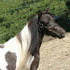 AMHR Black Pinto Mare