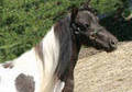 AMHR Black Pinto Mare