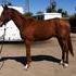 Danton 2009 TB Gelding