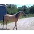 2 yr old buckskin filly under saddle.