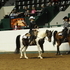 Super Trained Pinto/Half Arab Gelding
