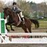Versatile OTTB - YOU EVERYTHING HORSE! *LEASED*