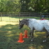 Reg half Welsh pony