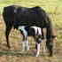 Reg .Paint Filly   Paint/TB