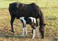 Reg .Paint Filly   Paint/TB