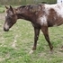 Liver App Filly