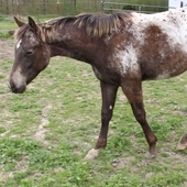 Liver App Filly