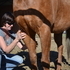 Equine Massage Therapy/Acupressure