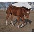 Has 4 white socks/World Champion bloodlines