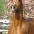 Champion arabian stallion at stud