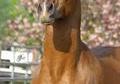 Champion arabian stallion at stud