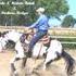 2012  Black Overo Foals by:  Smoke N Midnite Hawk