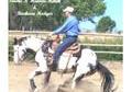 2012  Black Overo Foals by:  Smoke N Midnite Hawk