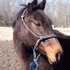 Beautiful Thoroughbred Mare!