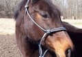 Beautiful Thoroughbred Mare!