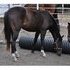 Pleasure Bred, Halter Broke