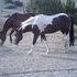 APHA Registered Paint stud- gentle too!