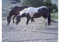 APHA Registered Paint stud- gentle too!