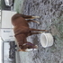 Flashy Zippo Filly 