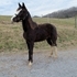 Multi WGC bloodline Reg Undertaker racking colt