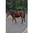 SWEET GELDING WITH GREAT WESTERN PLEASURE BLOODLINES