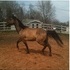 GRulla foundation stud (AKeen Dude)