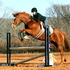 Really quiet gelding for sale: Dylan