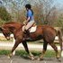 Percheron x Appy mare