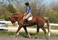 Percheron x Appy mare