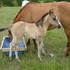 Flashy Dun filly