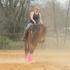 Warmblood Mare-Started w/ great handle
