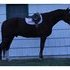 Vetran Fox Hunter or CH/AD jumper!