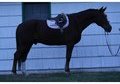 Vetran Fox Hunter or CH/AD jumper!