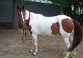 Beautiful 6 year old Paint!