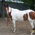 UPDATED INFO! Beautiful 6 year old Paint