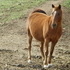 Missouri Fox trotter ~ READY 
