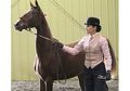 Need a new project? Stunning Saddlebred Prospect!