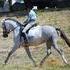 Beautiful and Talented Oldenburg mare