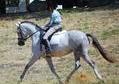 Beautiful and Talented Oldenburg mare