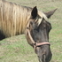 Chocolate Rocky Mountain Mare