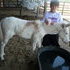 Gaited gelding mule