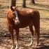  Appendix Quarter Horse