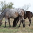 Well bred mare