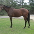 Athletic Hunter/Jumper Prospect $3,500