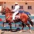 Champion Gelding