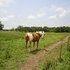 Perfect adv. beginner mare- very smooth and naturally gaited!